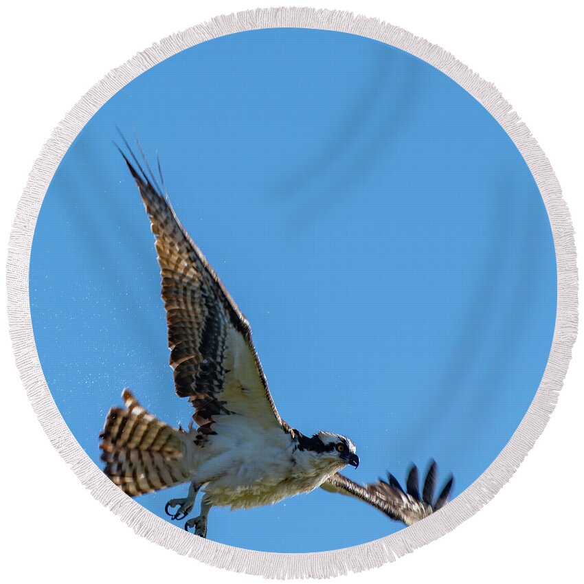Osprey Round Beach Towel featuring the photograph Shake it Off 6 by Douglas Killourie