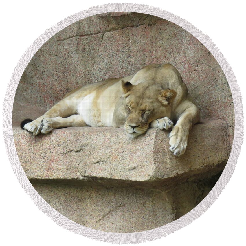 Female Round Beach Towel featuring the photograph She Lion by Mary Mikawoz