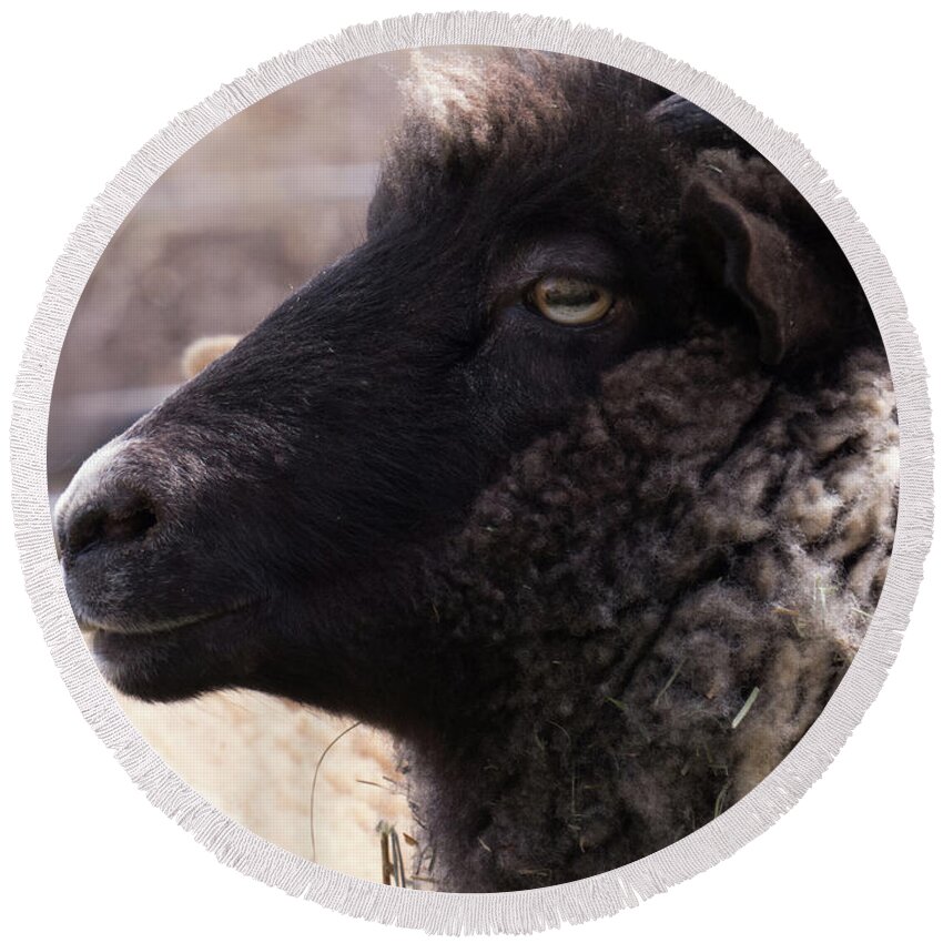 Sheep Round Beach Towel featuring the photograph Sheep Face 4 by Christy Garavetto