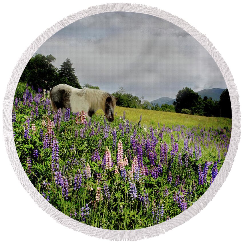 Shetland Round Beach Towel featuring the photograph Shetland in a Lupine Field by Wayne King