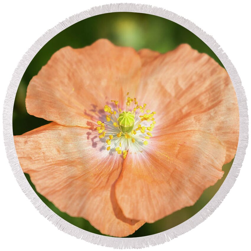 Shirley Poppy Round Beach Towel featuring the photograph Shirley Poppy 2018-17 by Thomas Young