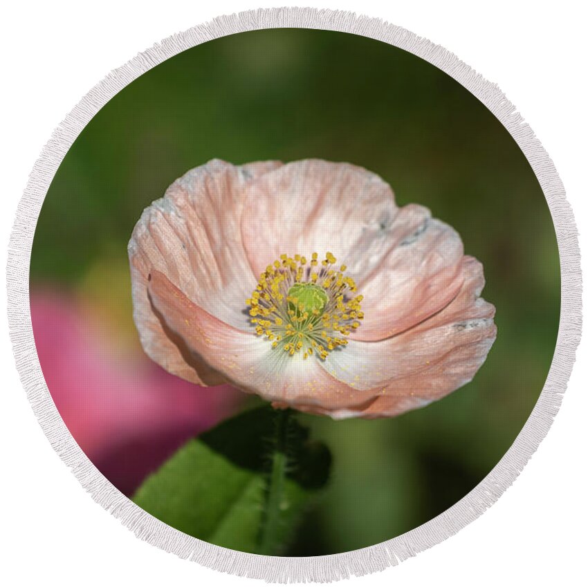  Round Beach Towel featuring the photograph Shirley Poppy 2019-2 by Thomas Young