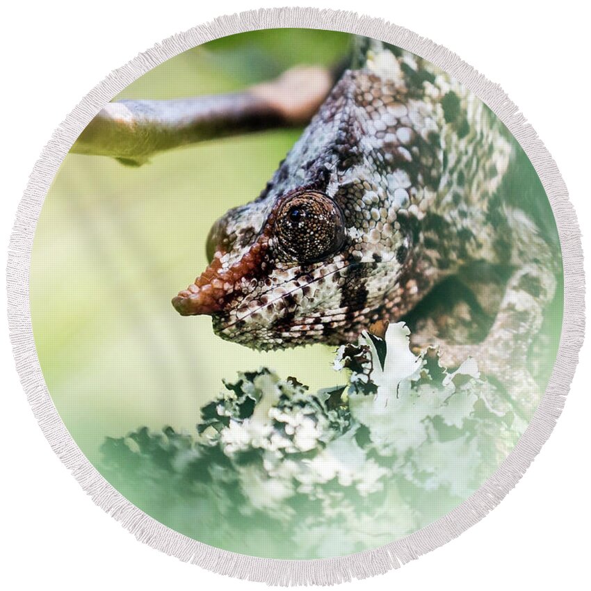 Chameleon Round Beach Towel featuring the photograph Short-horned Chameleon 1 by Claudio Maioli