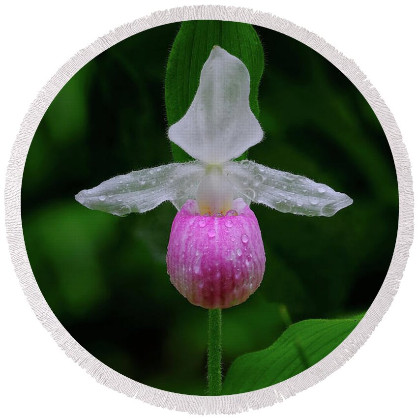 Blossom Round Beach Towel featuring the photograph Showy Lady Slipper by Bill Frische