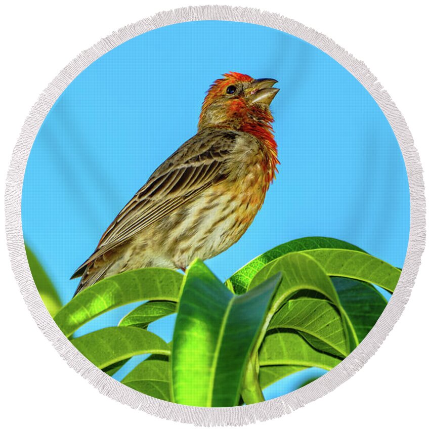 Hawaii Round Beach Towel featuring the photograph Singing House Finch by John Bauer