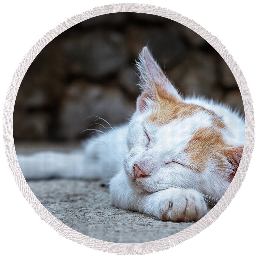 Animal Round Beach Towel featuring the photograph Sleeping Kitty by Rick Deacon