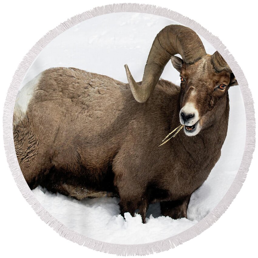 Ram Round Beach Towel featuring the photograph Snow Country Ram by Art Cole