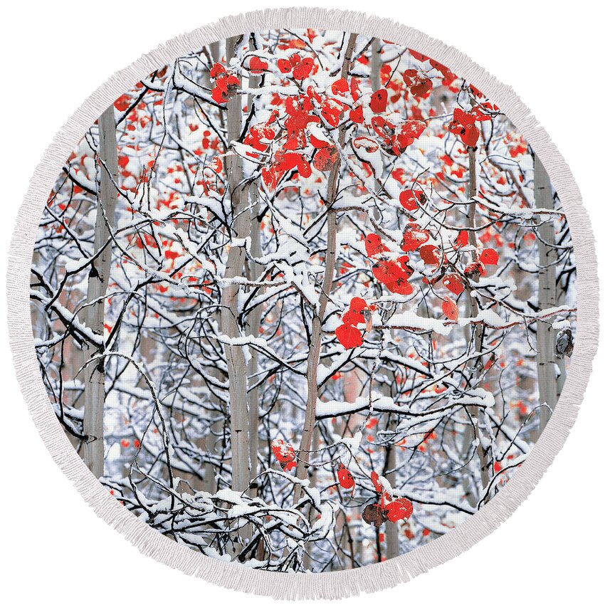 Photography Round Beach Towel featuring the photograph Snow Covered Aspen Trees by Panoramic Images
