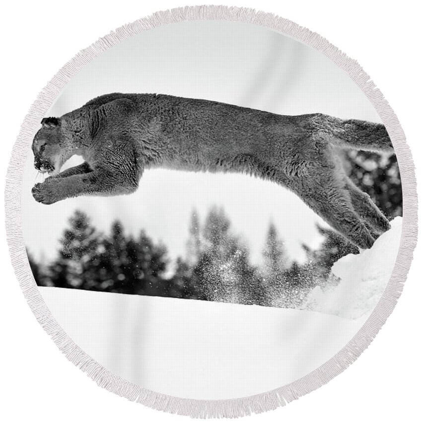 Cougar Round Beach Towel featuring the photograph Snow Diving by Art Cole