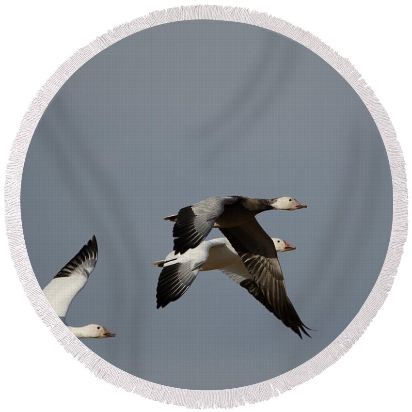 Snow Goose Round Beach Towel featuring the photograph Snow Geese by James Petersen