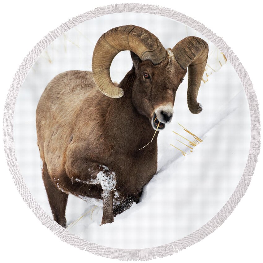 Bighorn Round Beach Towel featuring the photograph Snow Grazer by Art Cole