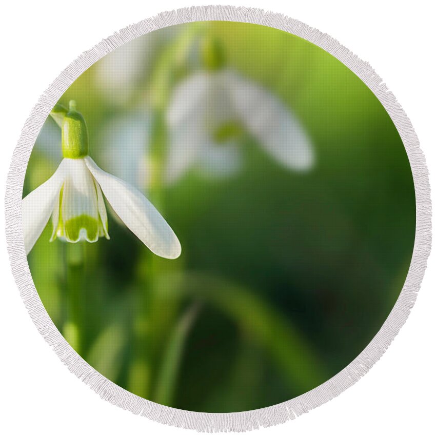 Snowdrops Round Beach Towel featuring the photograph Snowdrops at eye level with copy space by Simon Bratt