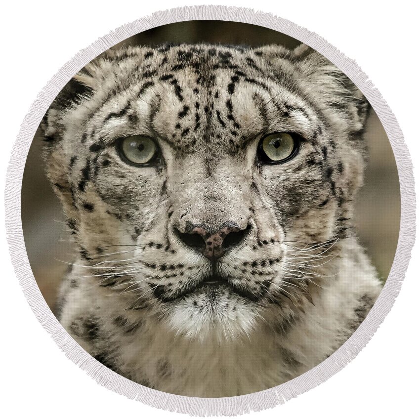 Snow Round Beach Towel featuring the photograph SnowLeopardFacial by Chris Boulton