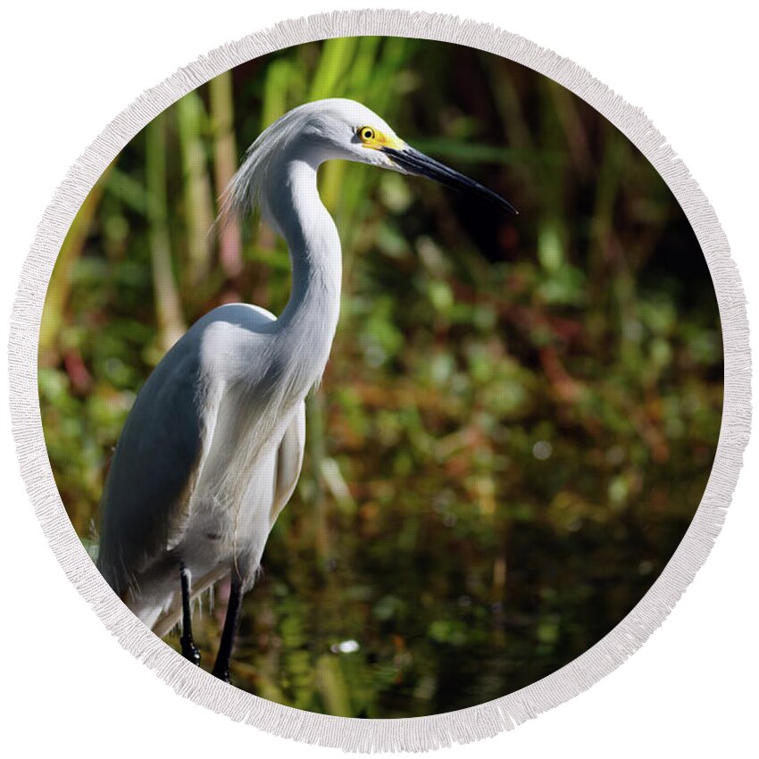 Egret Round Beach Towel featuring the photograph Snowy Egret Dawn by Natural Focal Point Photography