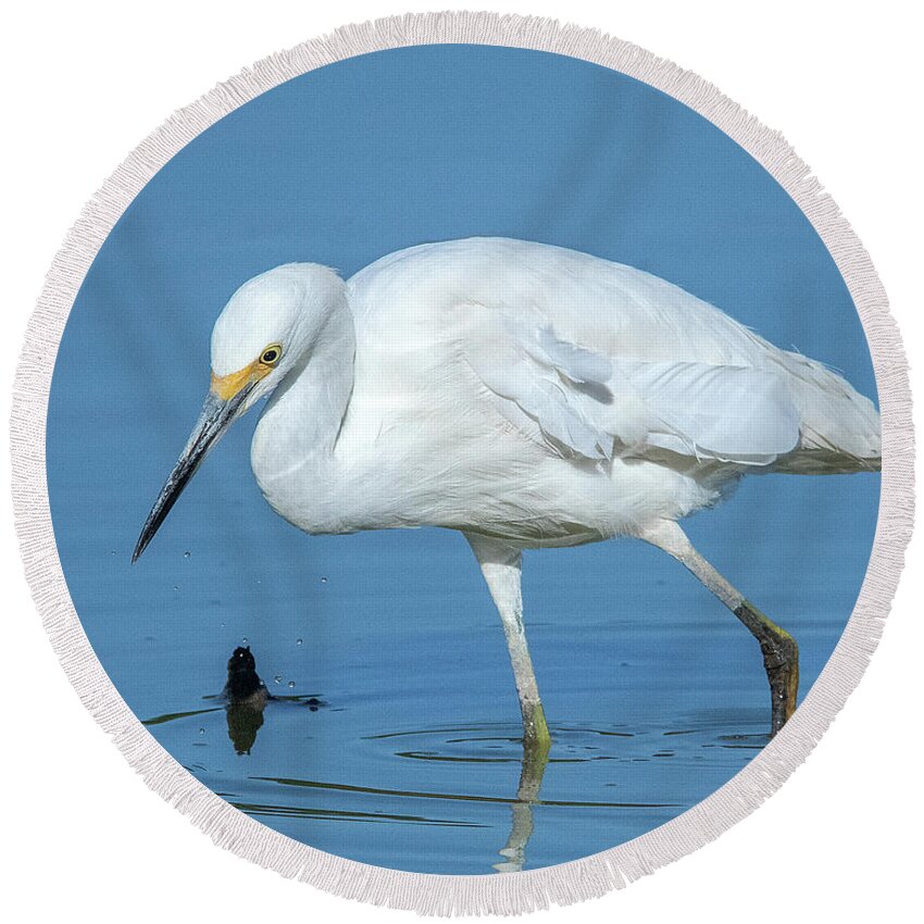 Nature Round Beach Towel featuring the photograph Snowy Egret DMSB0180 by Gerry Gantt