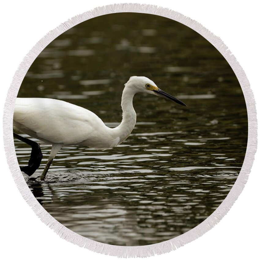 Snowy Egret Round Beach Towel featuring the photograph Snowy egret looking for fish by Sam Rino