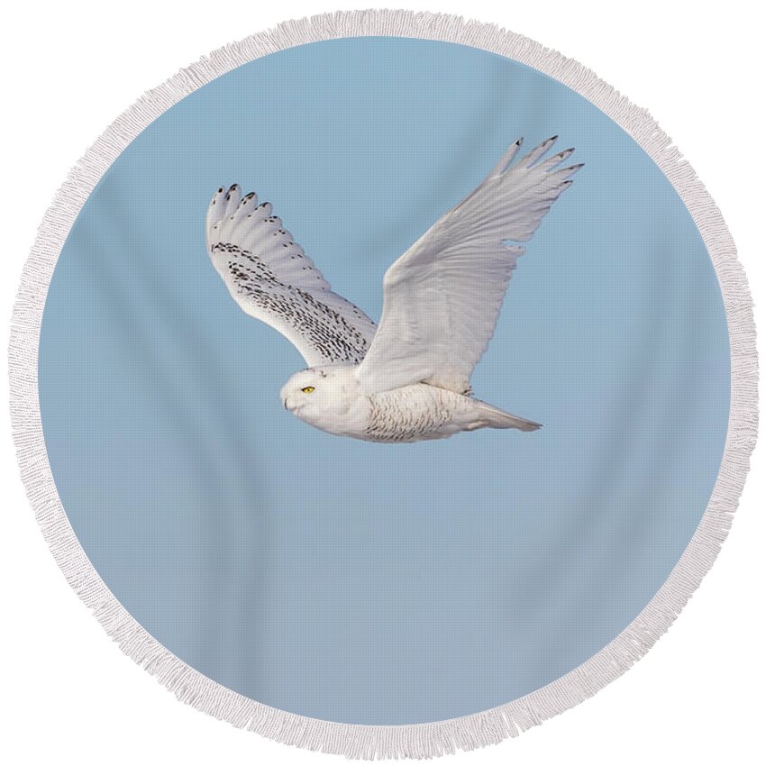 Snowy Owl (bubo Scandiacus) Round Beach Towel featuring the photograph Snowy Owl 2018-23 by Thomas Young