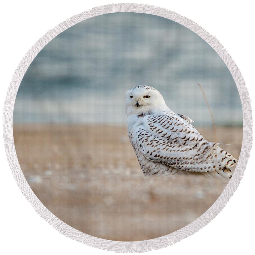 Owl Round Beach Towel featuring the photograph Snowy Owl 5872 by Cathy Kovarik