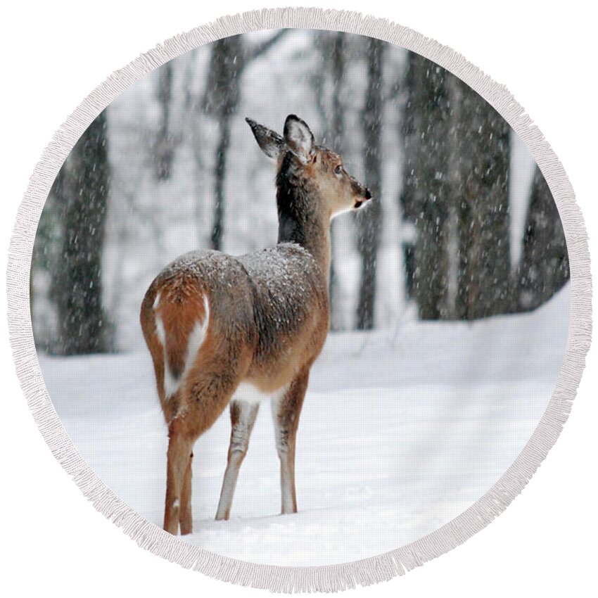 Deer Round Beach Towel featuring the photograph Snowy White Tail by Christina Rollo