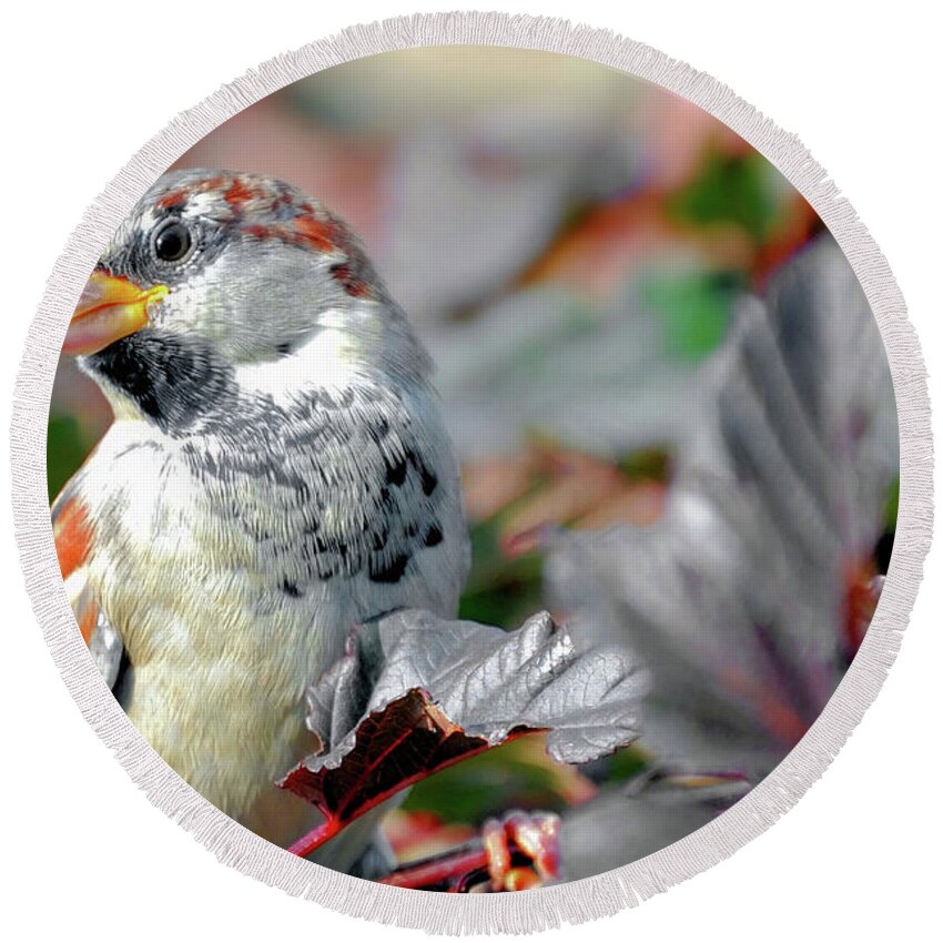 Birds Round Beach Towel featuring the photograph Sparrow Profile by Elaine Manley