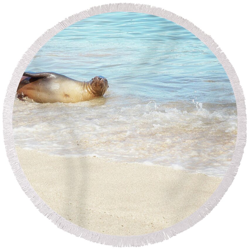 Sea Lion Round Beach Towel featuring the photograph Splish Splash Sea Lion by Becqi Sherman