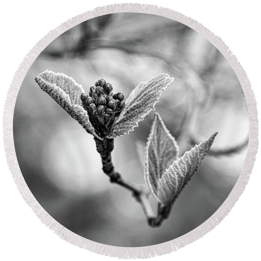 Black And White Round Beach Towel featuring the photograph Spring In The Branches Black And White by Sharon McConnell