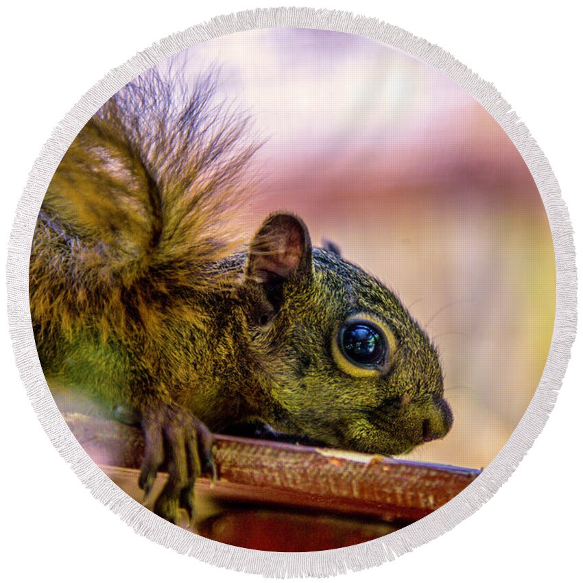 Squirrel Round Beach Towel featuring the photograph Squirrels Watchful Eye by Pheasant Run Gallery