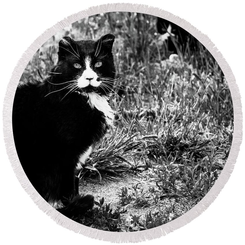 Feral Cat Photo Round Beach Towel featuring the photograph Stash Stalking the Amazing Mr. Tom by Sandra Dalton