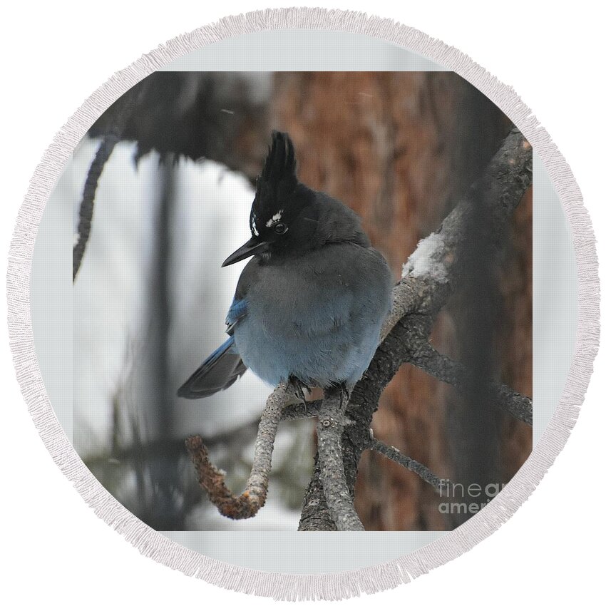 Stellar's Jay Round Beach Towel featuring the photograph Stellar's Jay in Pine by Dorrene BrownButterfield