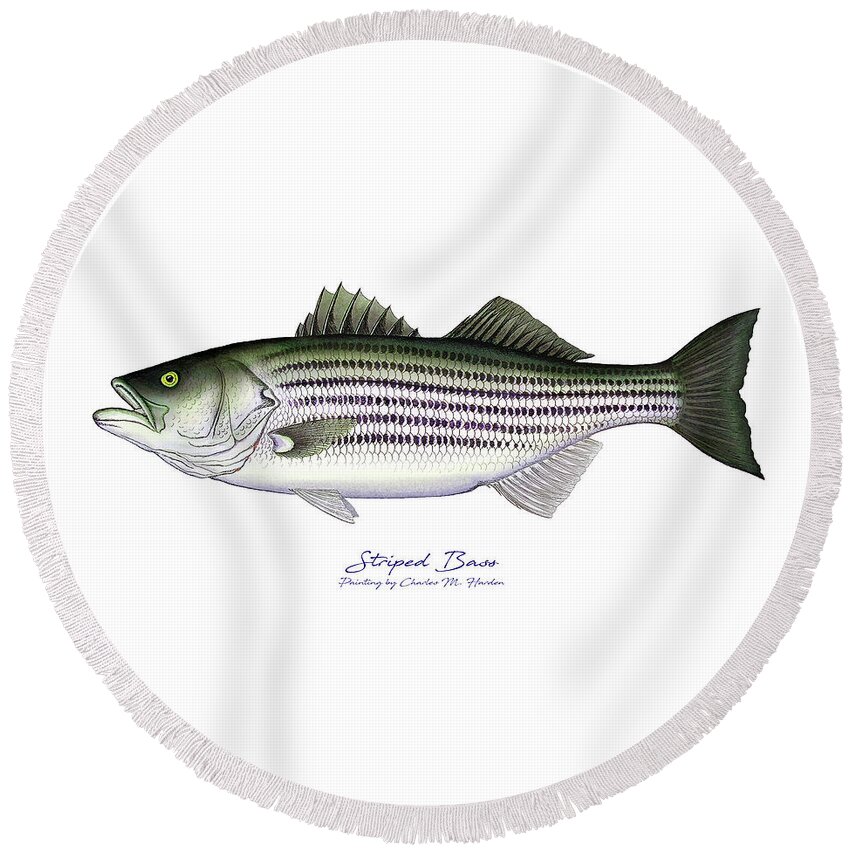 Striped Bass Art Round Beach Towel featuring the painting Striped Bass by Charles Harden