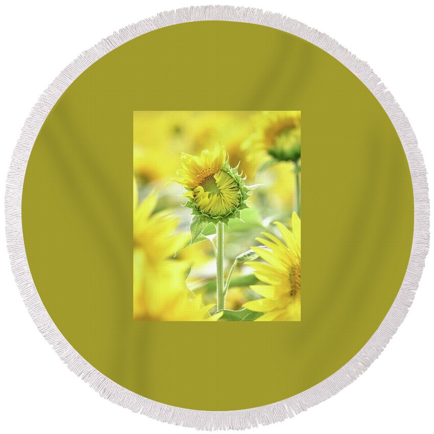 Sunflower Round Beach Towel featuring the photograph Sumertime by Carolyn Mickulas