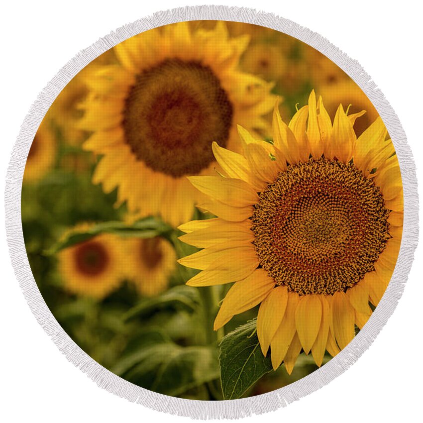 Colorado Round Beach Towel featuring the photograph Summer Sunny Sunflower Field by Teri Virbickis