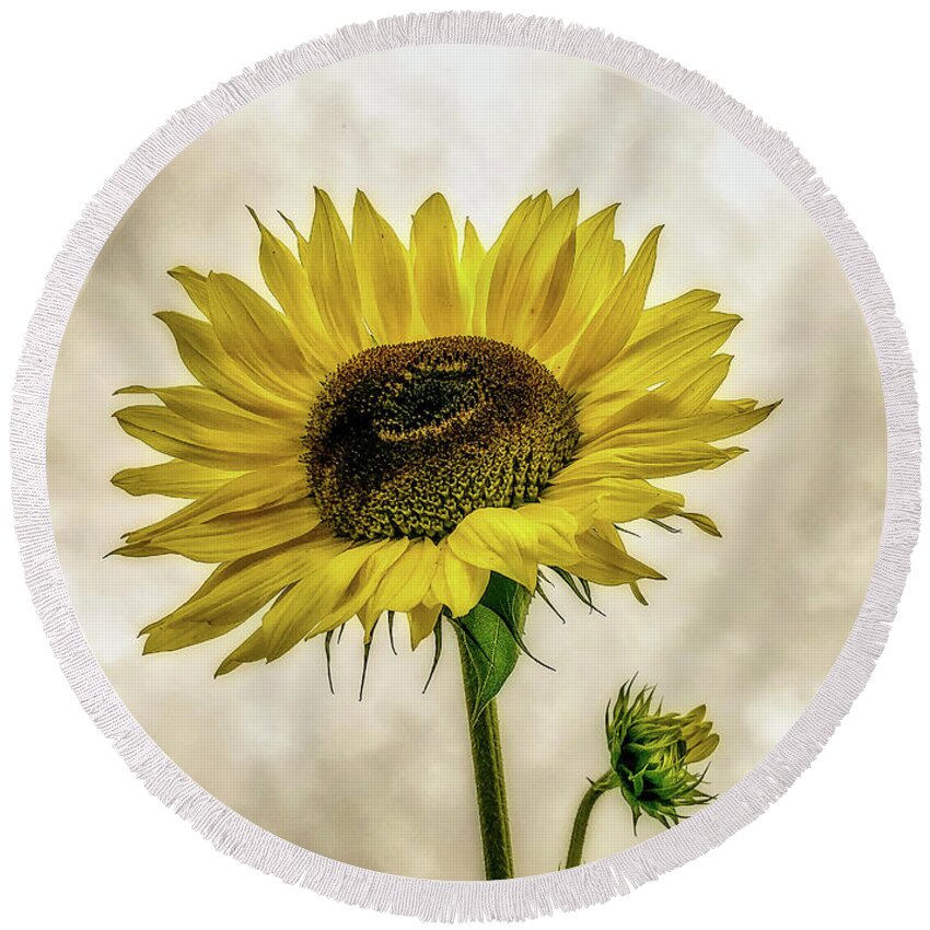 Sunflower Round Beach Towel featuring the photograph Sunflower by Anamar Pictures