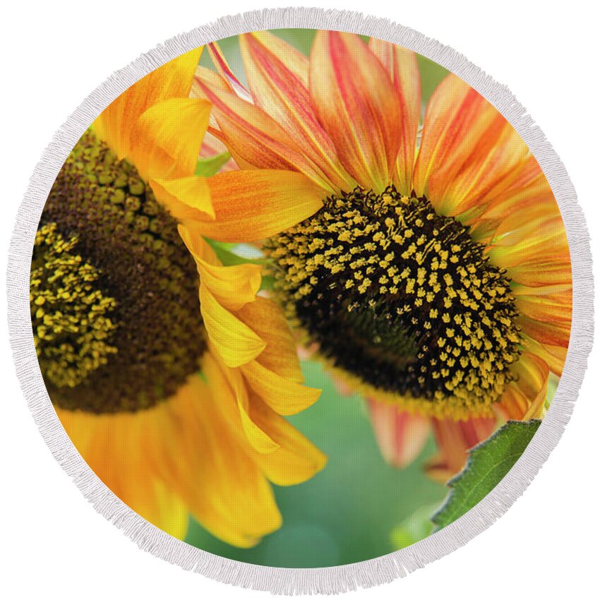 Maine Round Beach Towel featuring the photograph Sunflowers by Alana Ranney
