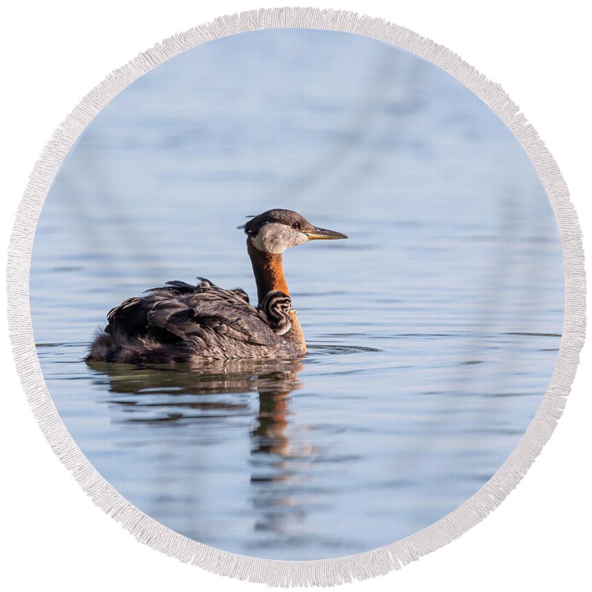 Photography Round Beach Towel featuring the photograph Sunset Grebes by Alma Danison