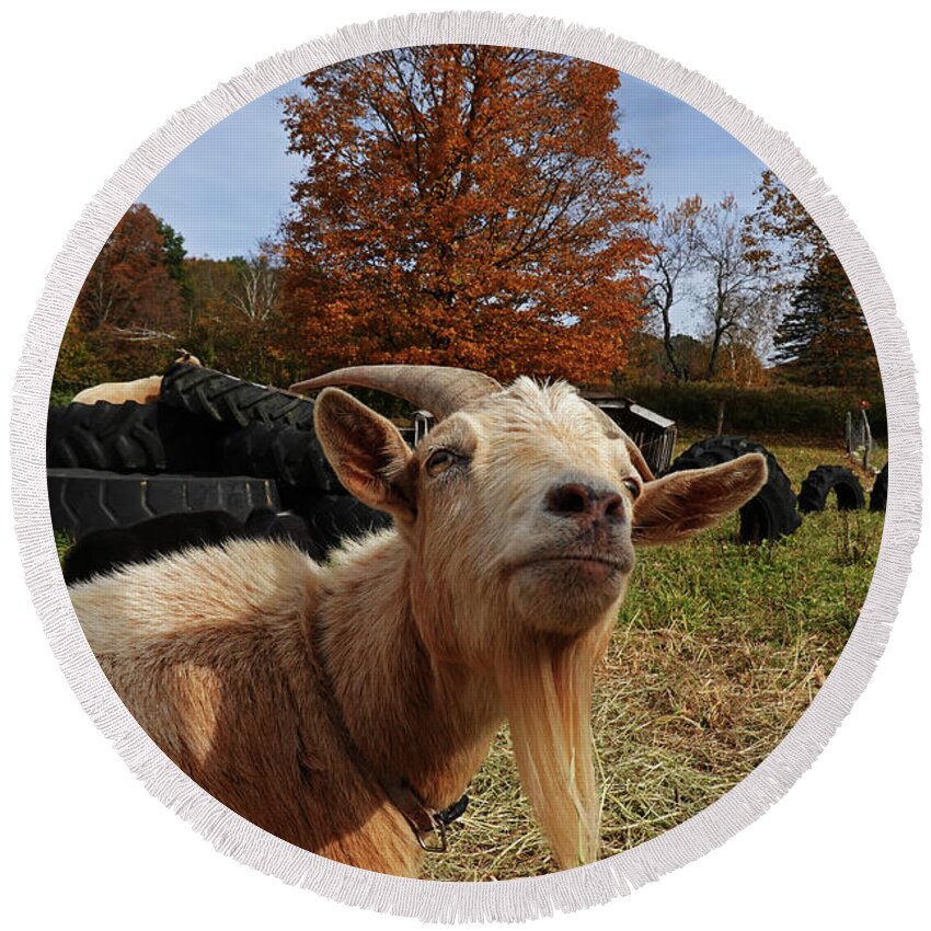 Vermont Round Beach Towel featuring the photograph Sup goat by Toby McGuire