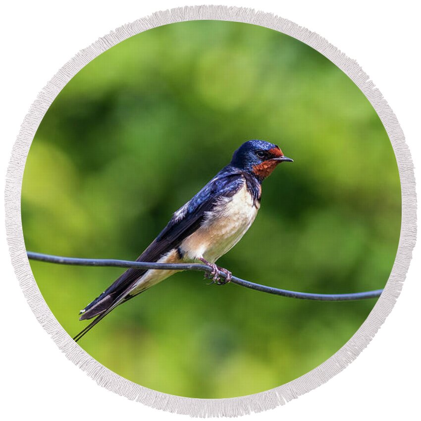 Animal Round Beach Towel featuring the photograph Swallow Hirundo rustica by Chris Smith