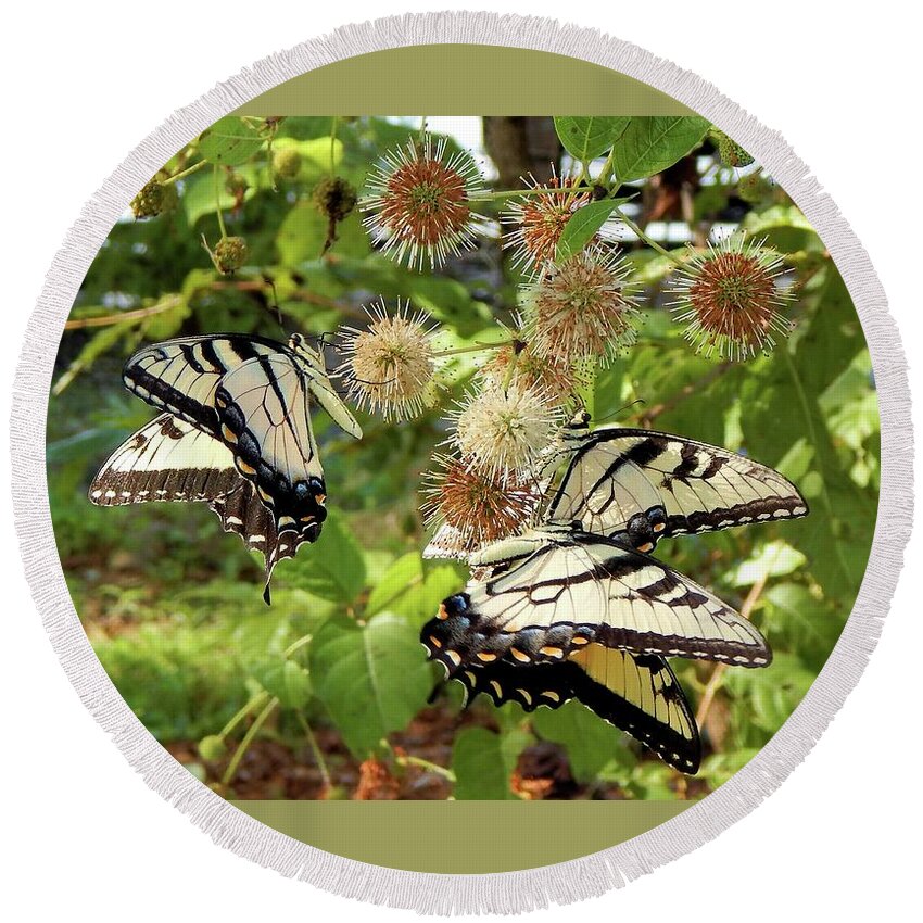 Butterfly Round Beach Towel featuring the photograph Swallowtail Party by Karen Stansberry