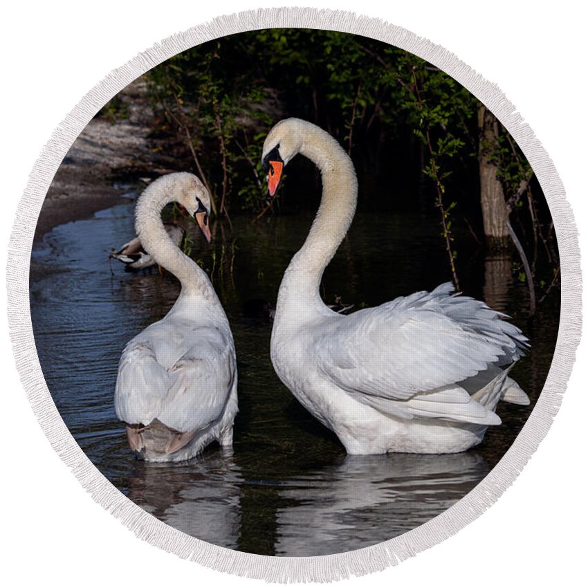 Photography Round Beach Towel featuring the photograph Swan Courtship Dance by Alma Danison