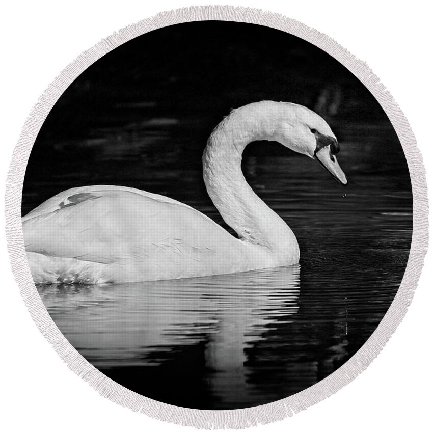  Round Beach Towel featuring the photograph Swan by Steve DaPonte