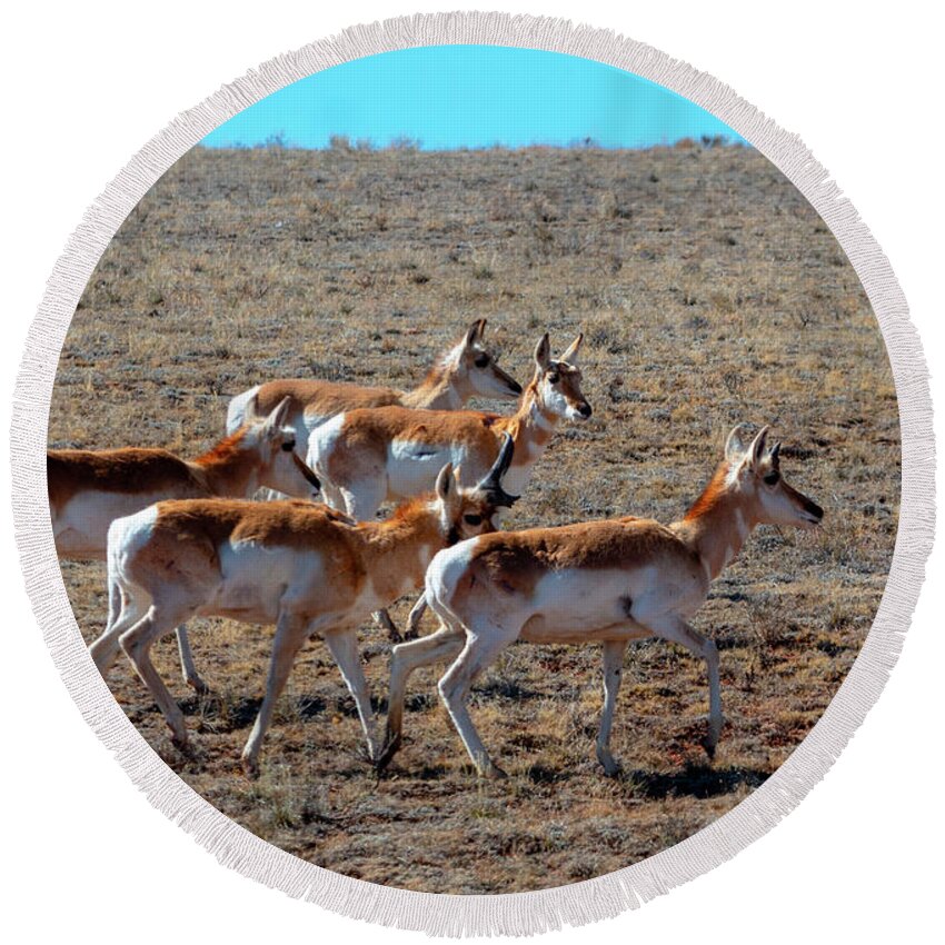 Pronghorn Antelope Round Beach Towel featuring the photograph Sweet Herd of Pronghorn Antelope by Steven Krull