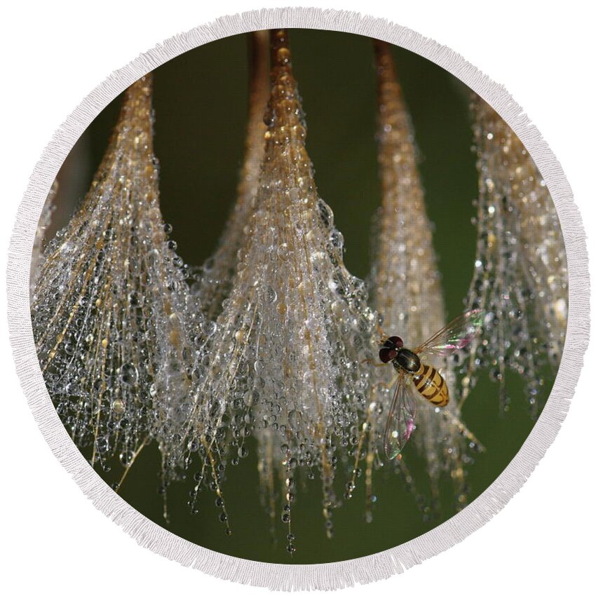 Syrphid Fly Round Beach Towel featuring the photograph Syrphid Fly On A Dewy Morn by Daniel Reed