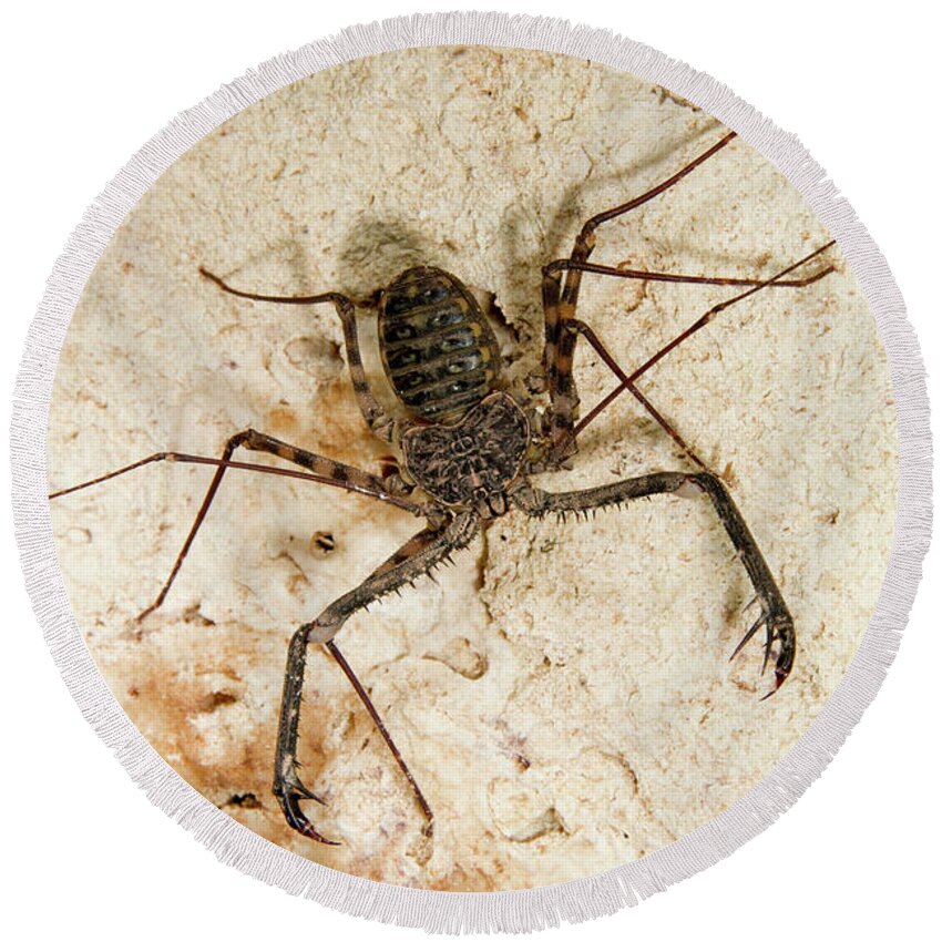 Africa Round Beach Towel featuring the photograph Tailless Whip Scorpion by Ivan Kuzmin