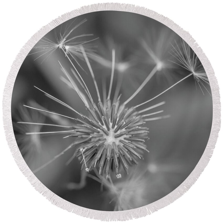 Dandelion Round Beach Towel featuring the photograph That's Just Dandy 10 by Dusty Wynne