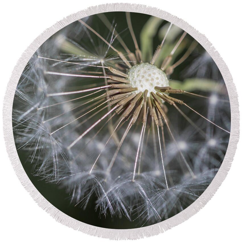 Dandelion Round Beach Towel featuring the photograph That's Just Dandy 2 by Dusty Wynne