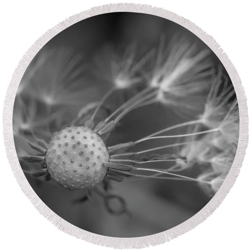 Dandelion Round Beach Towel featuring the photograph That's Just Dandy 8 by Dusty Wynne