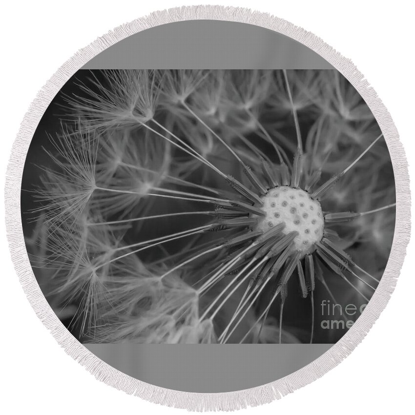 Dandelion Round Beach Towel featuring the photograph That's Just Dandy 9 by Dusty Wynne