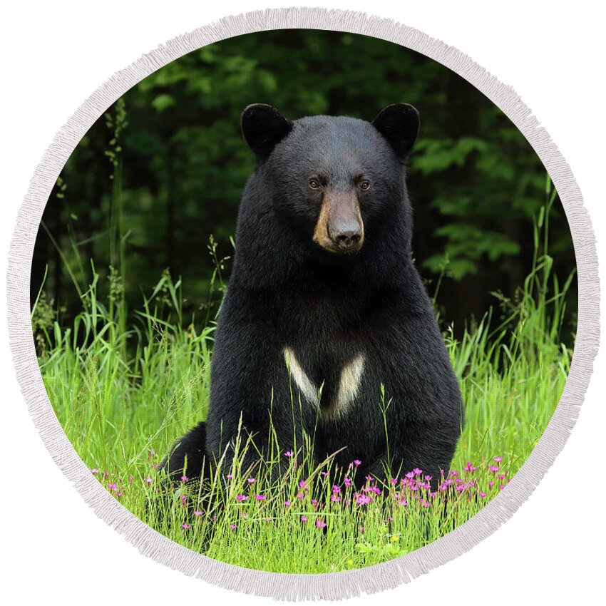 Bear Round Beach Towel featuring the photograph The Bear with a V by Duane Cross