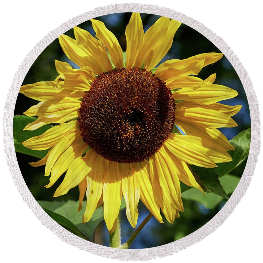 Finland Round Beach Towel featuring the photograph The Great Sunflower by Jouko Lehto