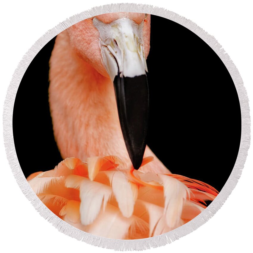Pink Flamingo Round Beach Towel featuring the photograph The Magnificent Pink Flamingo - Bird Portrait by Jason Politte